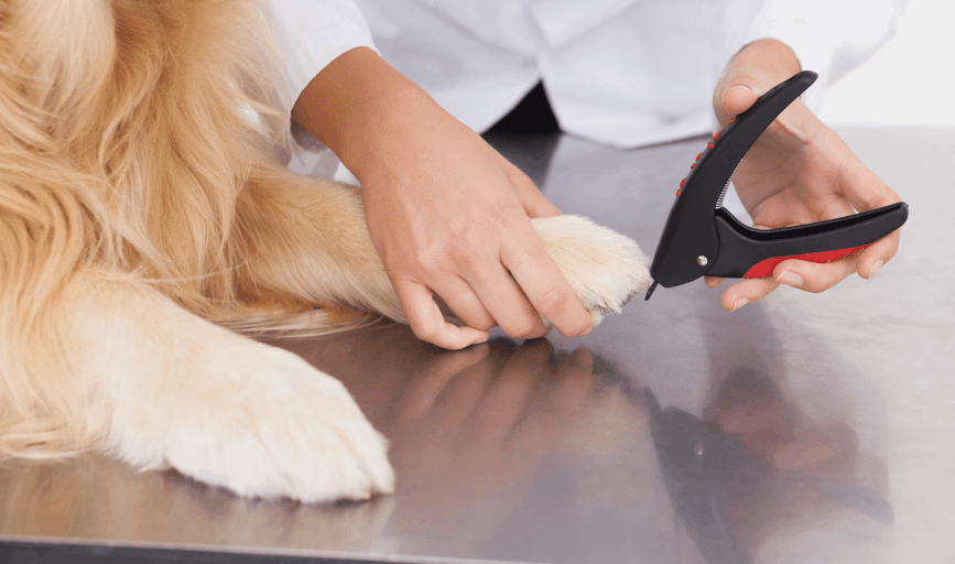 Cici's Pet Parlor